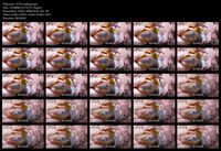 Free Image Hosting